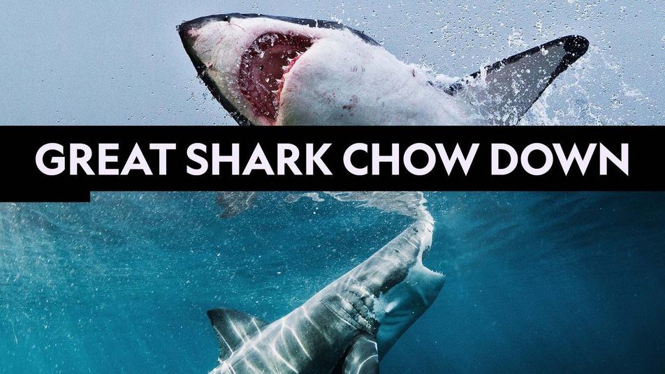 Watch Great Shark Chow Down Streaming Online | Hulu (Free Trial)